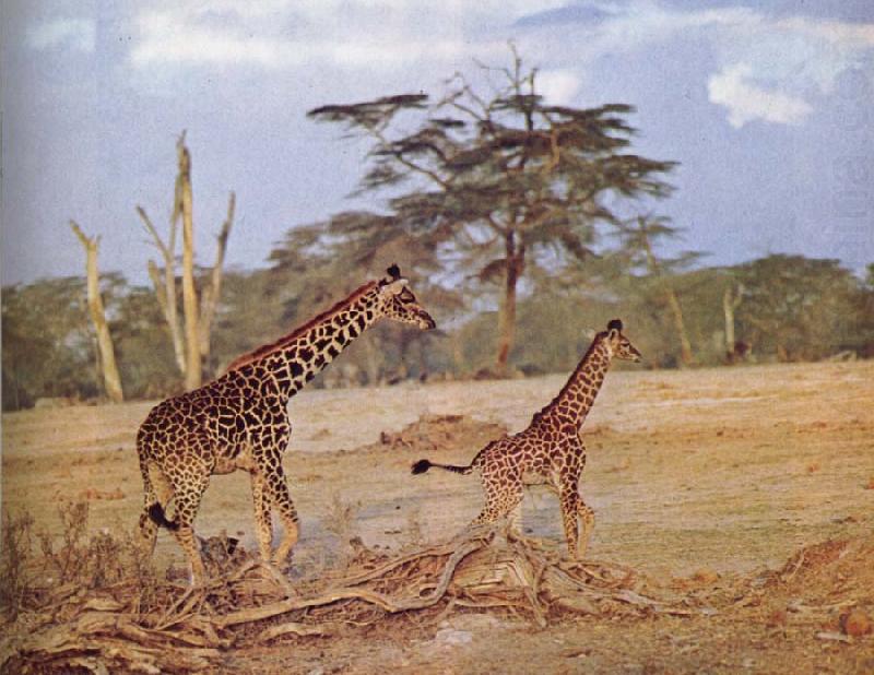unknow artist The oppna terrangen am failing giraffe favoritmiljo china oil painting image
